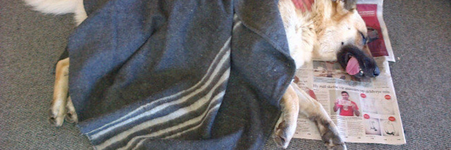 Gansbaai Sterilisasietyd_1